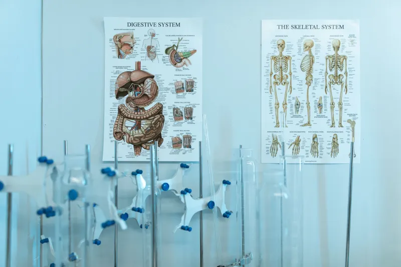 Your Body Already Knows How to Heal — The Vagus Nerve Is the Key